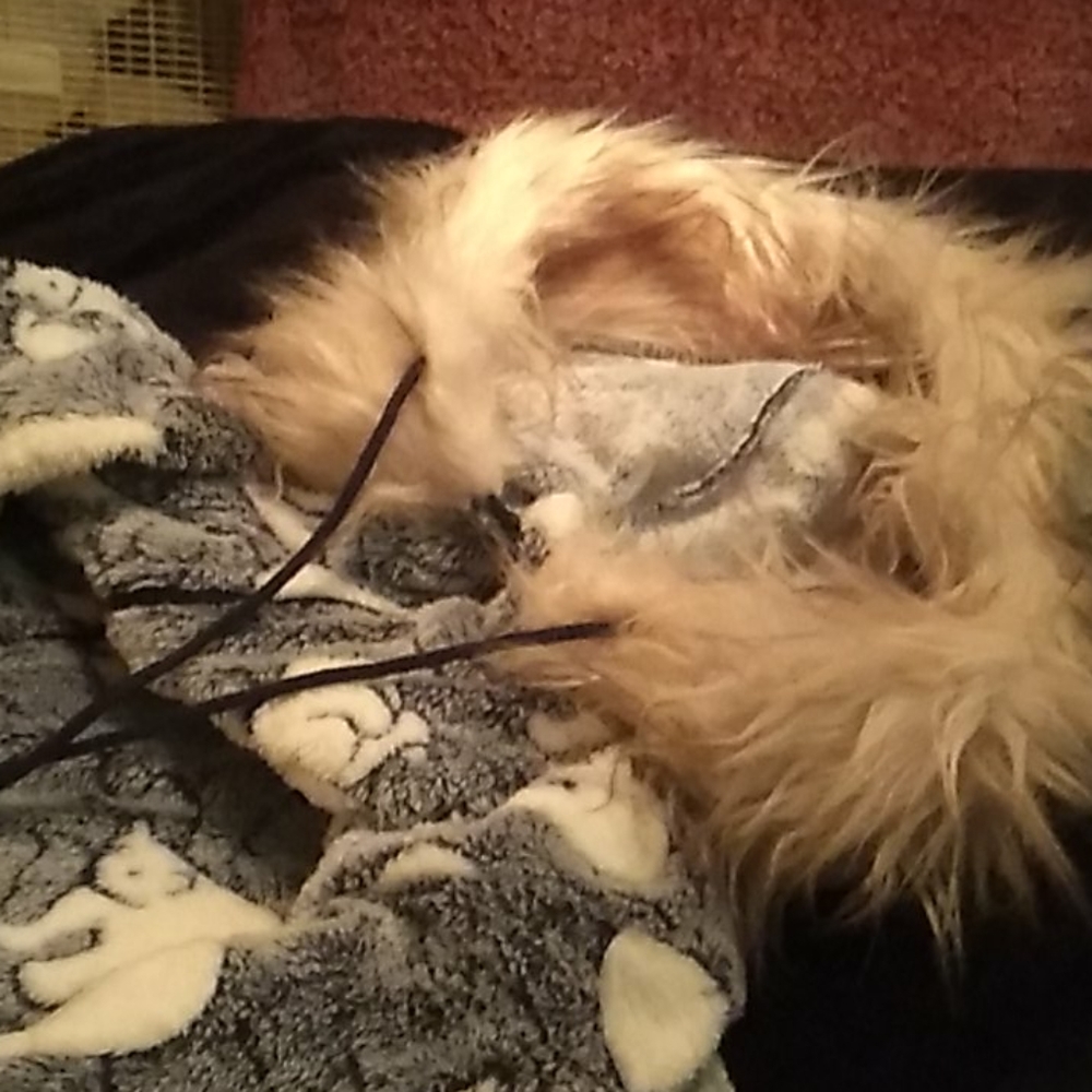 Cozy snuggie cashmere